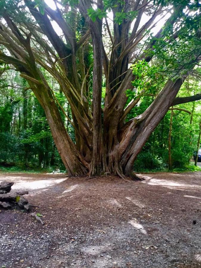 Abbeycourt Kenmare Kerry Hotel Bagian luar foto